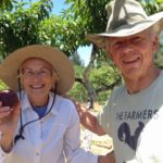 In the Orchard