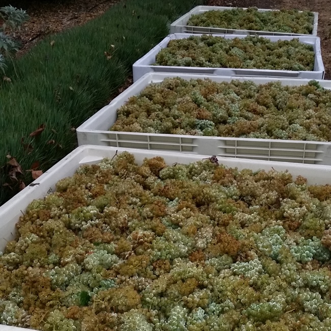 Grapes Grapes