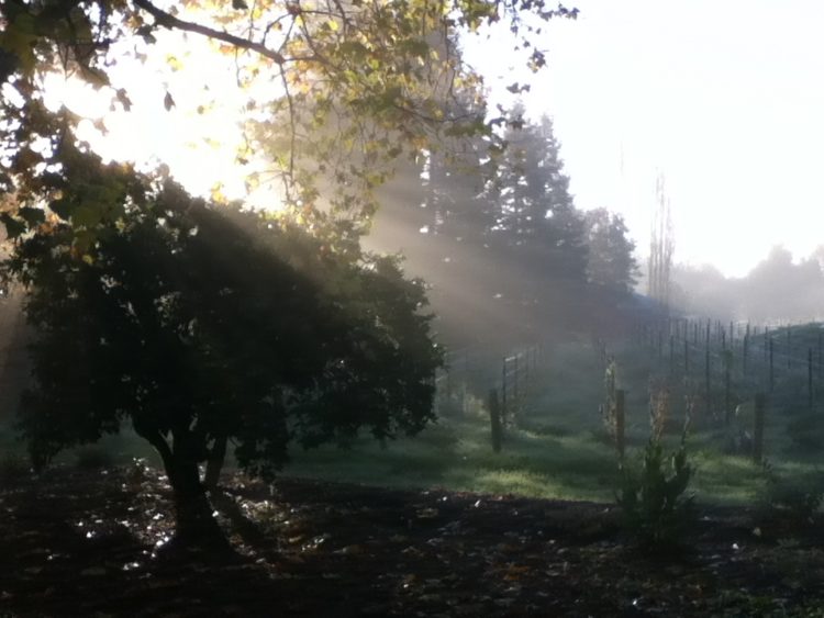 Vineyard in the Fog