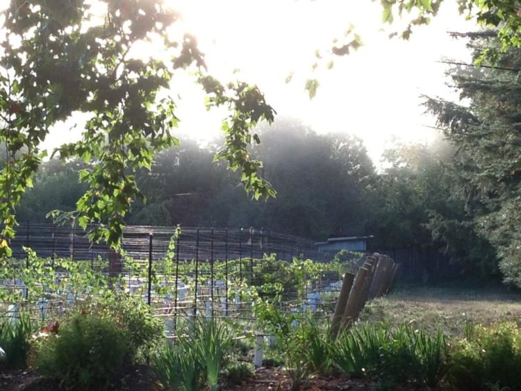 Grape Vines at Dawn
