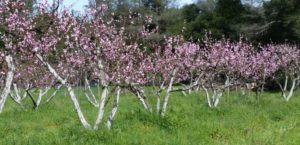 Peach Trees in Bloom