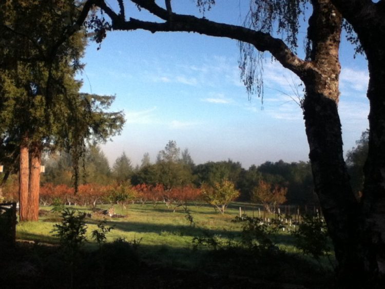 Peach Orchard