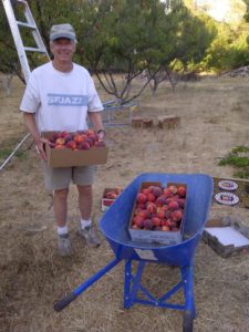 Harvest Time