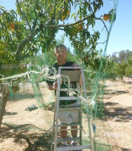 Rich Netting the Peaches