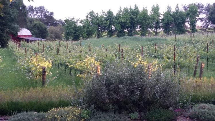Vineyard